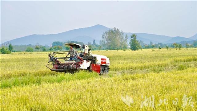 國寶橋米有機種植基地開鐮，開啟稻谷種植新篇章
