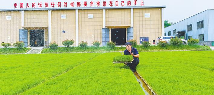 沮河畔的金色傳奇 湖北高端大米如何從田間香飄全國